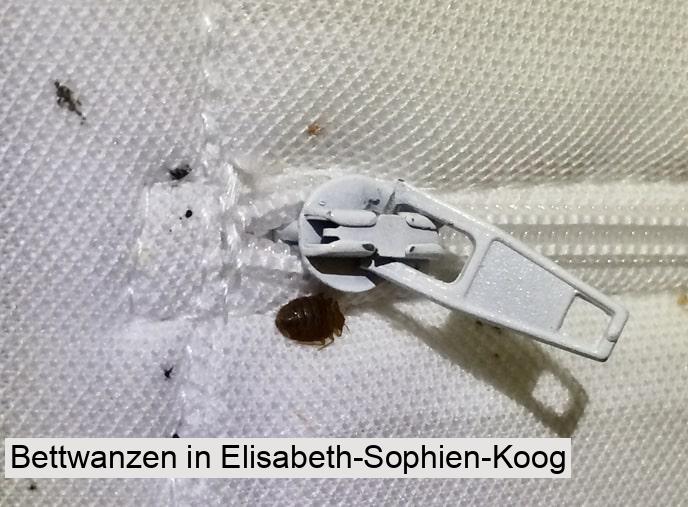 Bettwanzen in Elisabeth-Sophien-Koog